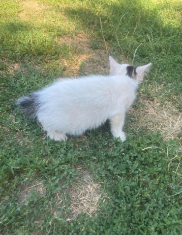 maciatko-big-2