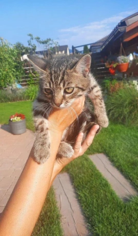 darujem-maciatka-big-1