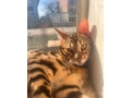 bengalska-macka-small-3