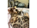 bengalska-macka-small-1