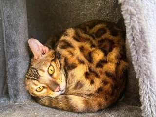bengalska-macka