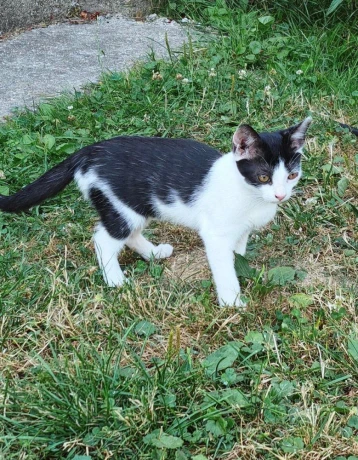 darujem-maciatka-big-4