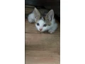 darujem-kocurika-small-0