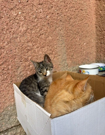 darujem-maciatko-big-2