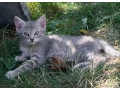 darujem-maciatka-small-0