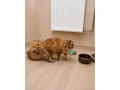 mainska-myvalia-maine-coon-mco-small-0