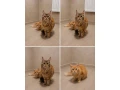 mainska-myvalia-maine-coon-mco-small-1