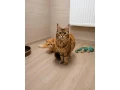mainska-myvalia-maine-coon-mco-small-2