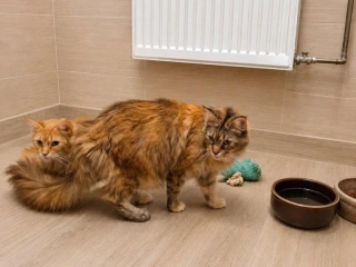 mainska-myvalia-maine-coon-mco