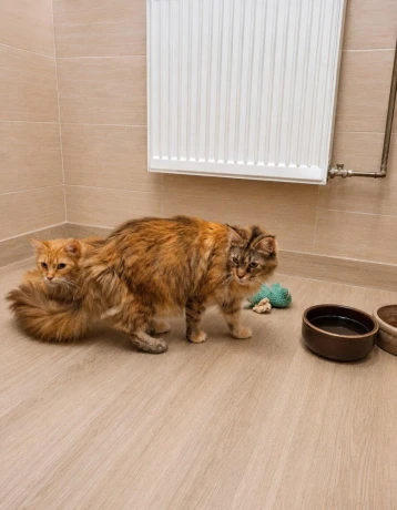 mainska-myvalia-maine-coon-mco-big-0
