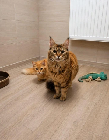mainska-myvalia-maine-coon-mco-big-2