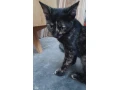 roztomile-maciatka-small-3