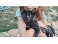roztomile-maciatka-small-0
