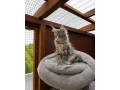 mcomainska-myvaliamainecoon-small-0