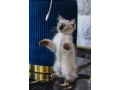 kocurik-ragdoll-small-2