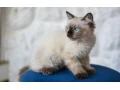 kocurik-ragdoll-small-3