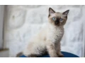 kocurik-ragdoll-small-4