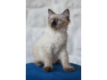 kocurik-ragdoll-small-0