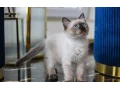 kocurik-ragdoll-small-1