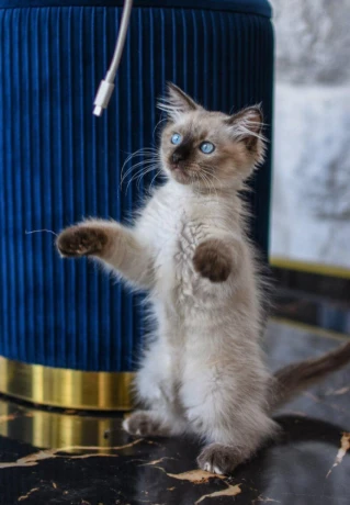 kocurik-ragdoll-big-2
