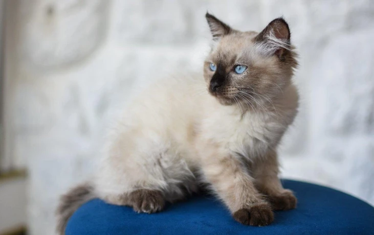 kocurik-ragdoll-big-3