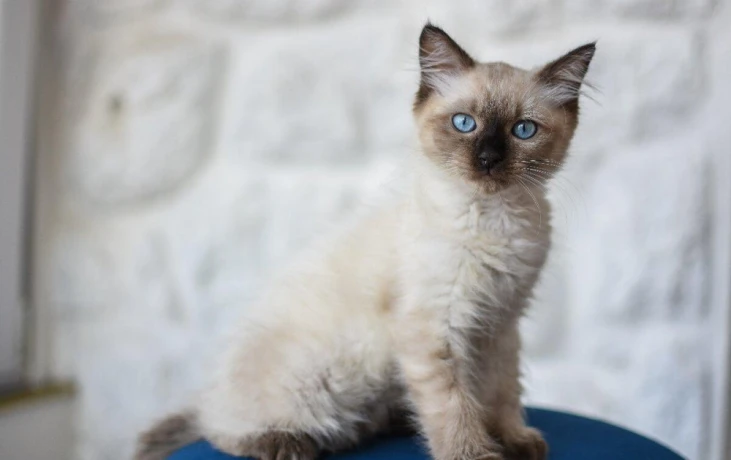 kocurik-ragdoll-big-4