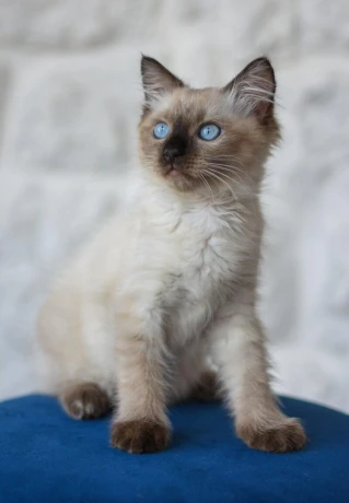 kocurik-ragdoll-big-0