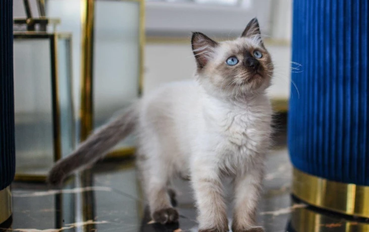 kocurik-ragdoll-big-1