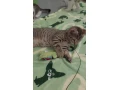 pritulny-kocurik-na-adopciu-small-1