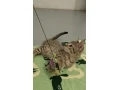 pritulny-kocurik-na-adopciu-small-2