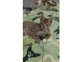 pritulny-kocurik-na-adopciu-small-0