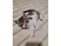 maciatko-ragdoll-mix-small-0