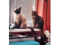 maciatko-ragdoll-mix-small-1