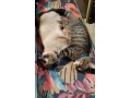 maciatko-ragdoll-mix-small-2