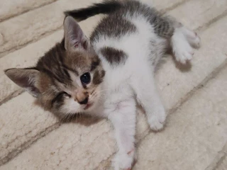 maciatko-ragdoll-mix