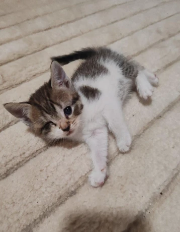 maciatko-ragdoll-mix-big-0