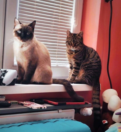 maciatko-ragdoll-mix-big-1