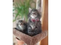 mainska-myvalia-small-3