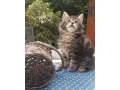 mainska-myvalia-small-0
