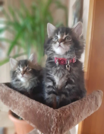 mainska-myvalia-big-3