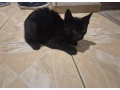 maciatko-kocurik-small-0