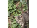 darujem-maciatka-small-0