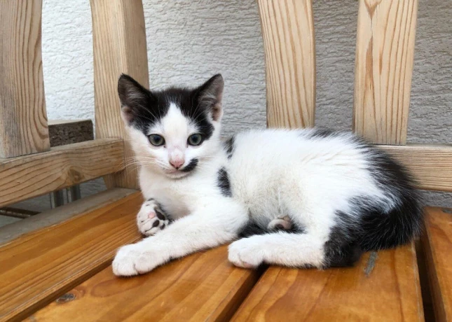 darujem-maciatka-big-2