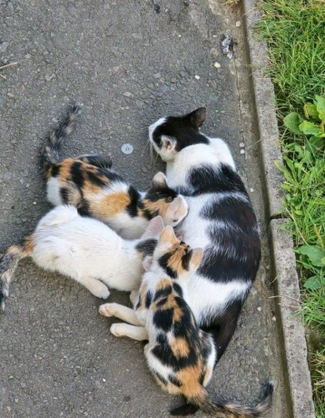 darujem-maciatka-big-3