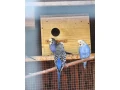 predamkanariky-fialove-andulky-holubky-briliantove-small-4