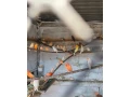 predamkanariky-fialove-andulky-holubky-briliantove-small-2