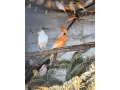 predamkanariky-fialove-andulky-holubky-briliantove-small-1