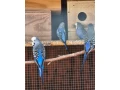 predamkanariky-fialove-andulky-holubky-briliantove-small-3