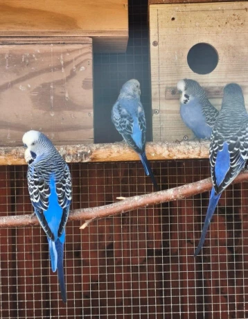 predamkanariky-fialove-andulky-holubky-briliantove-big-3