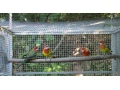 rozela-pestra-small-3